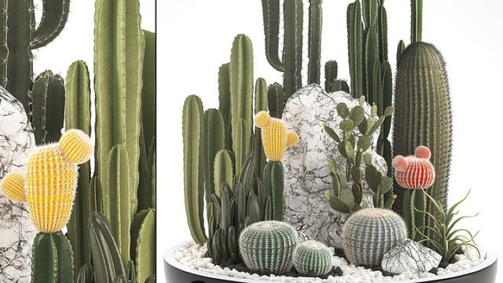 渲染模型_室内植物279