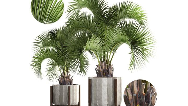 渲染模型_室内植物283