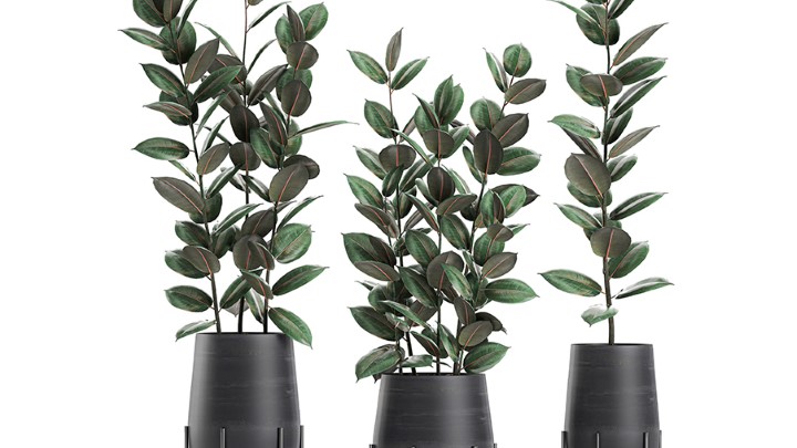 渲染模型_室内植物284