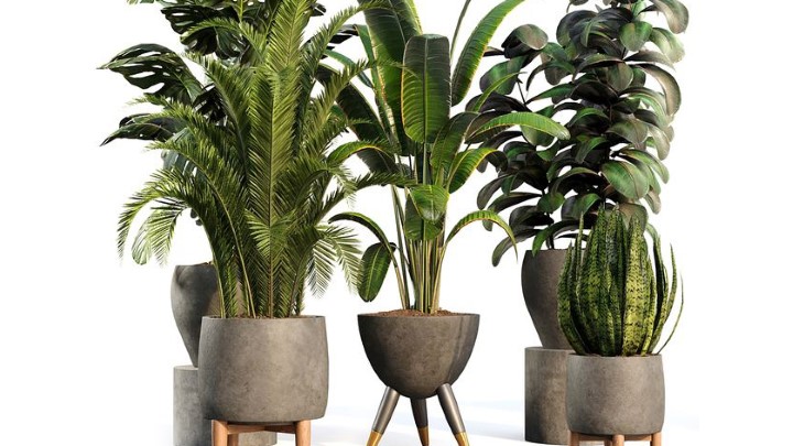 渲染模型_室内植物285