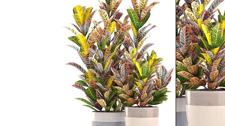 渲染模型_室内植物288