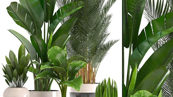 渲染模型_室内植物299