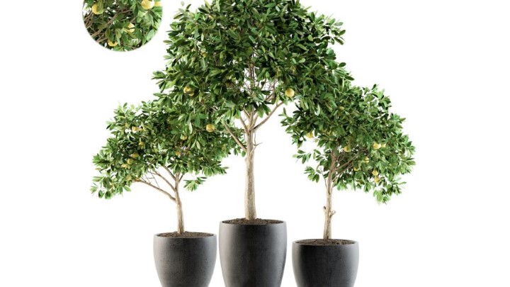 渲染模型_室内植物308