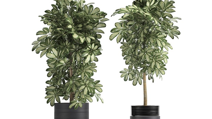 渲染模型_室内植物317