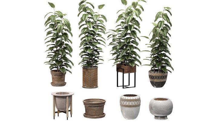 渲染模型_室内植物325