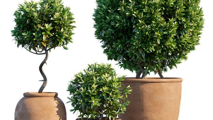 渲染模型_室内盆栽089