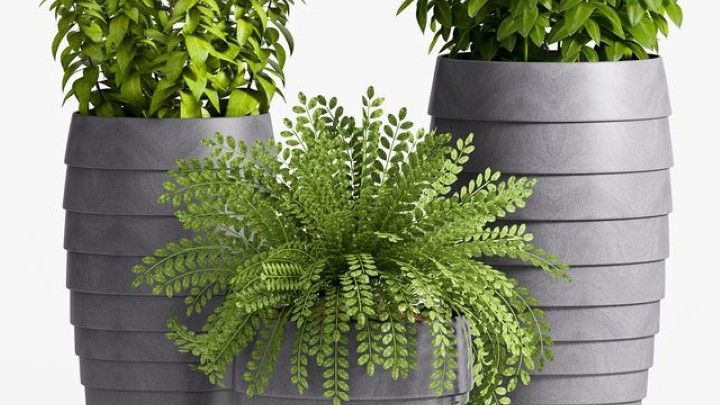 渲染模型_室内盆栽090