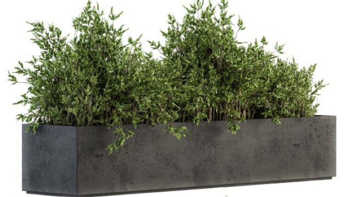 渲染模型_室外植物010