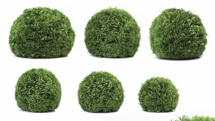 渲染模型_室外植物011