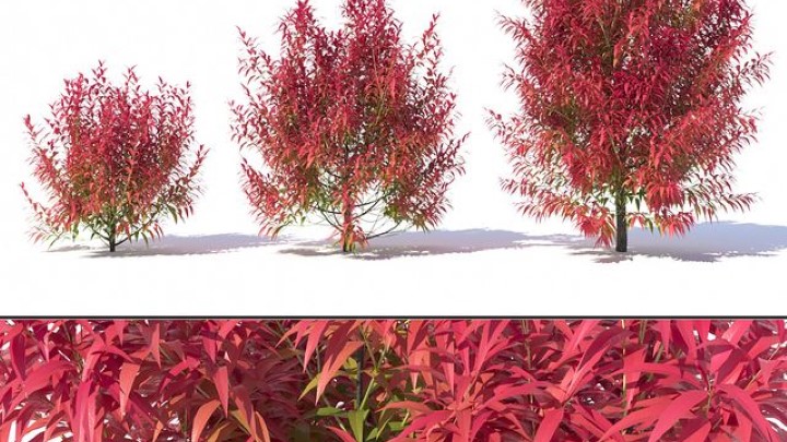 渲染模型_室外植物022