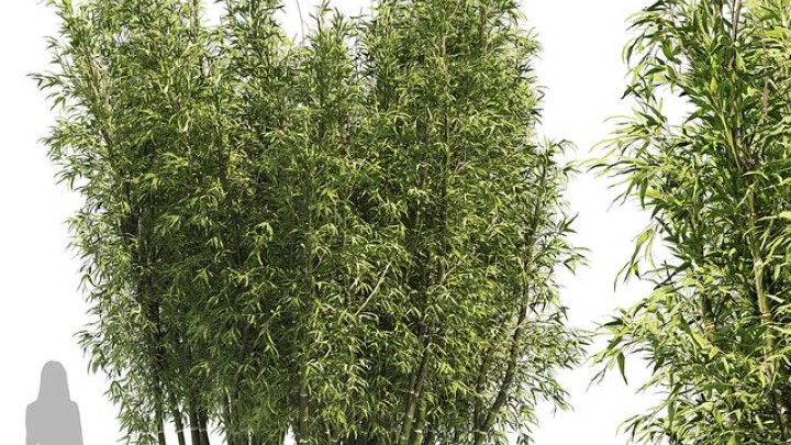 渲染模型_室外植物025