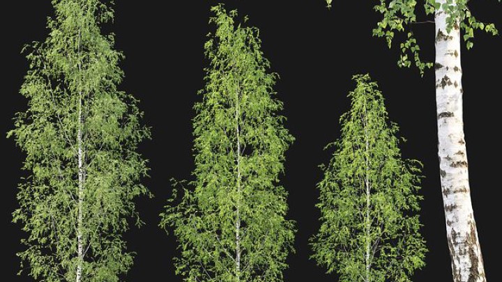 渲染模型_室外植物026