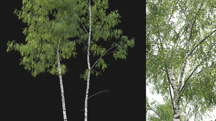 渲染模型_室外植物027