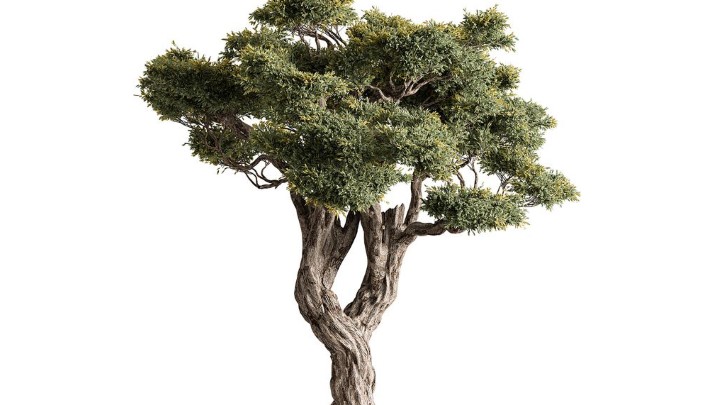 渲染模型_室外植物030