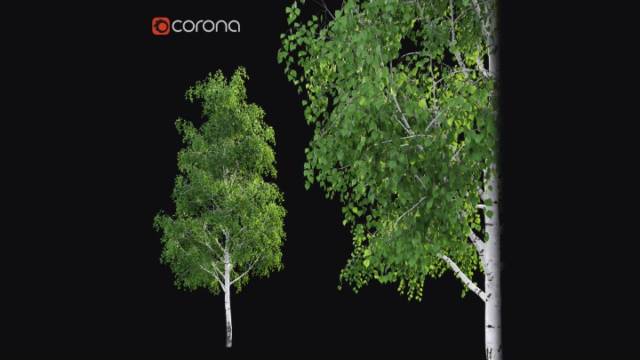 渲染模型_室外植物041