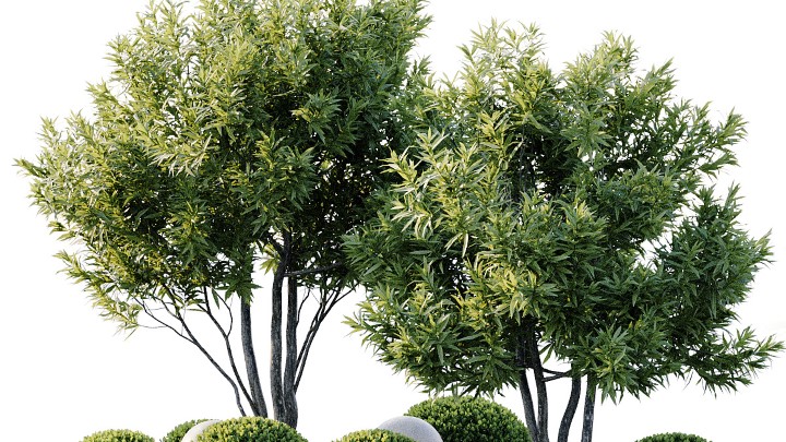 渲染模型_室外植物044