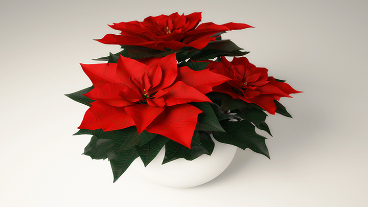 渲染模型_插花018