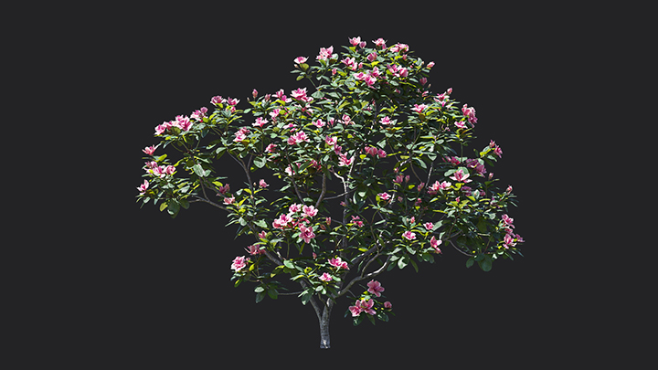 渲染模型_树1002