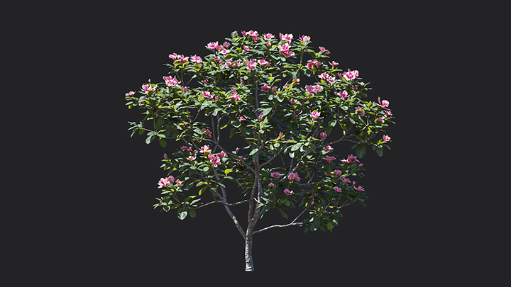 渲染模型_树1003