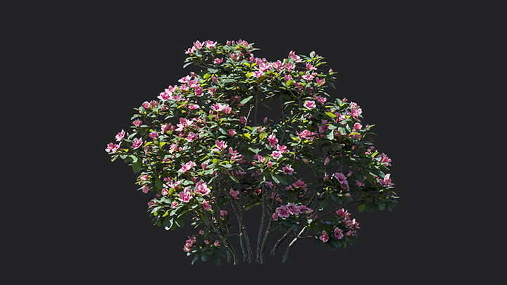 渲染模型_树1004