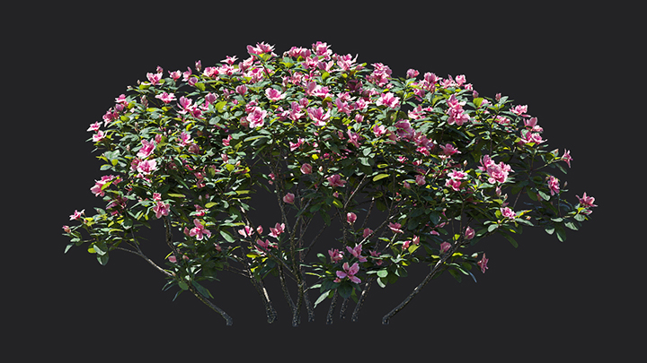 渲染模型_树1005