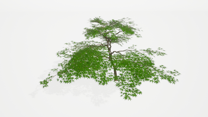 渲染模型_树1010