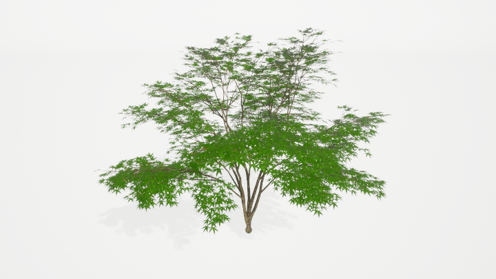 渲染模型_树1013