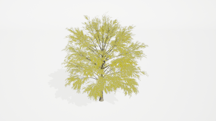 渲染模型_树1018