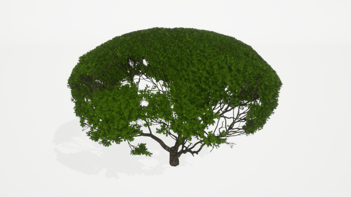 渲染模型_树1019