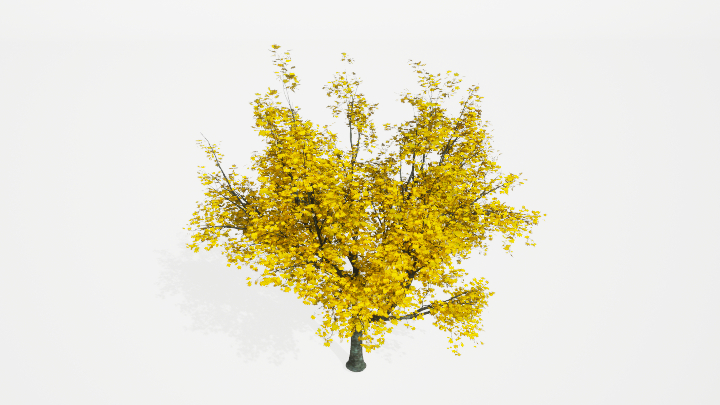 渲染模型_树1025