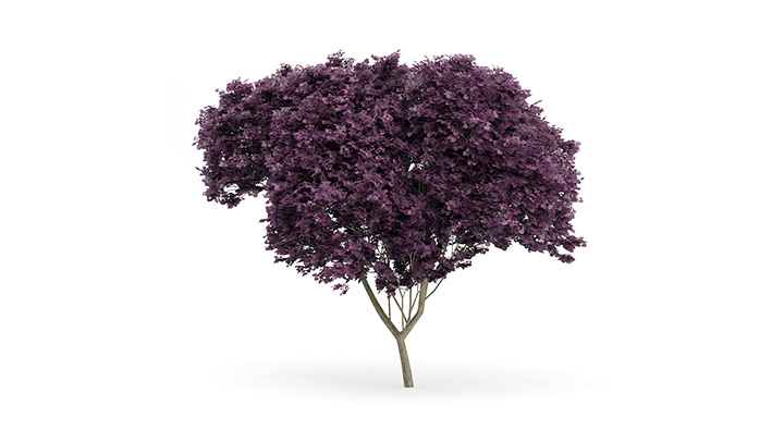 渲染模型_树1085