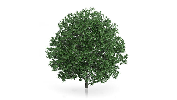 渲染模型_树1095