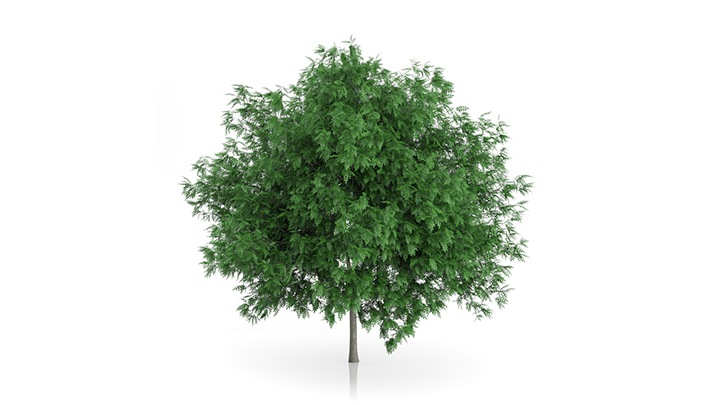 渲染模型_树1098