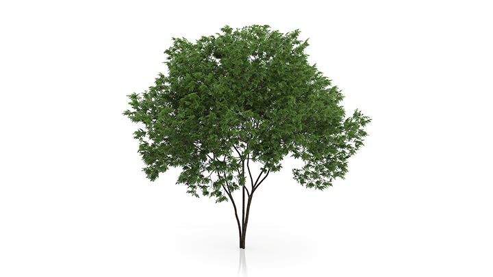 渲染模型_树1105