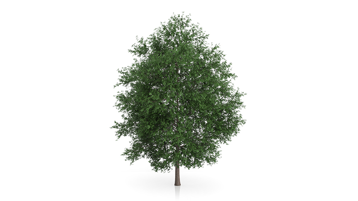 渲染模型_树1109