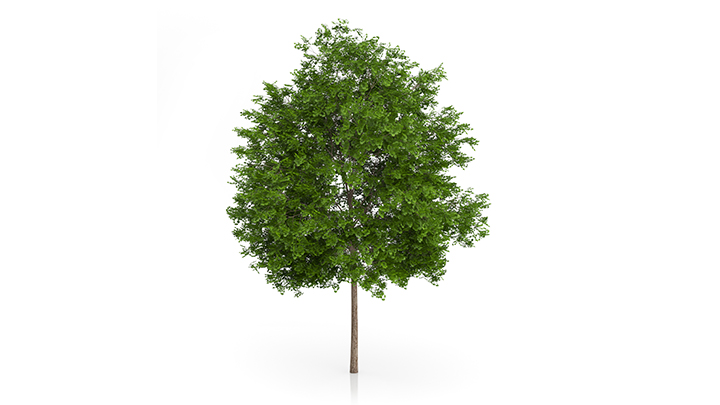 渲染模型_树1112