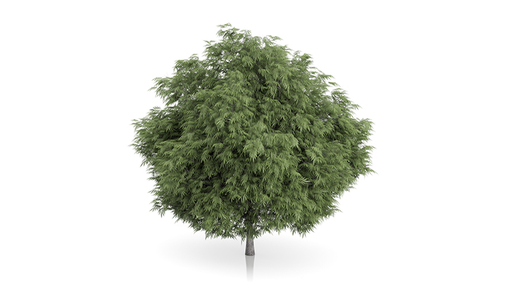 渲染模型_树1129