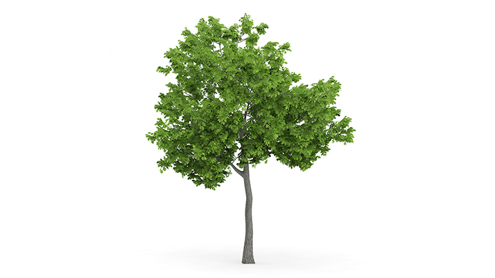 渲染模型_树1186