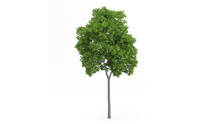 渲染模型_树1189