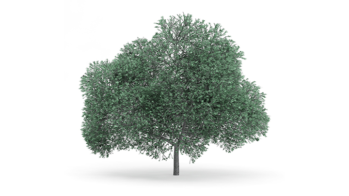 渲染模型_树1190