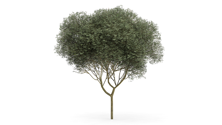 渲染模型_树1197