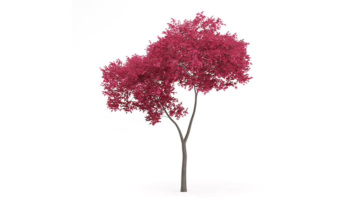 渲染模型_树1198