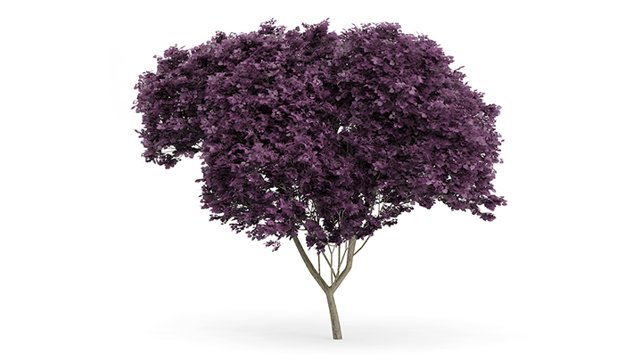 渲染模型_树1208