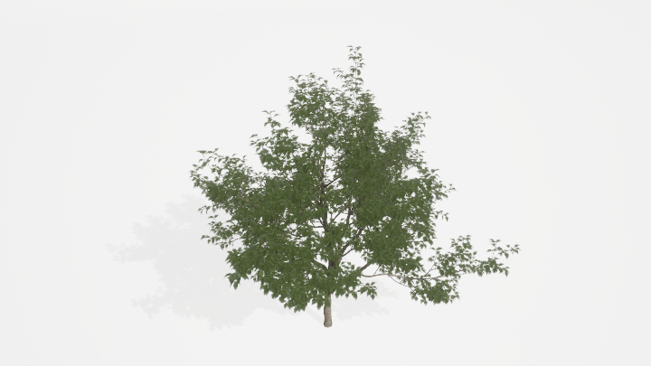 渲染模型_树864