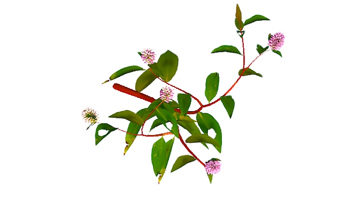 渲染模型_植物1000