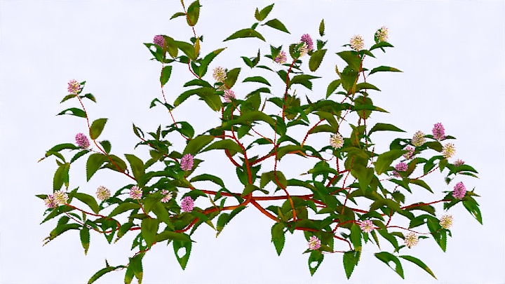 渲染模型_植物1002