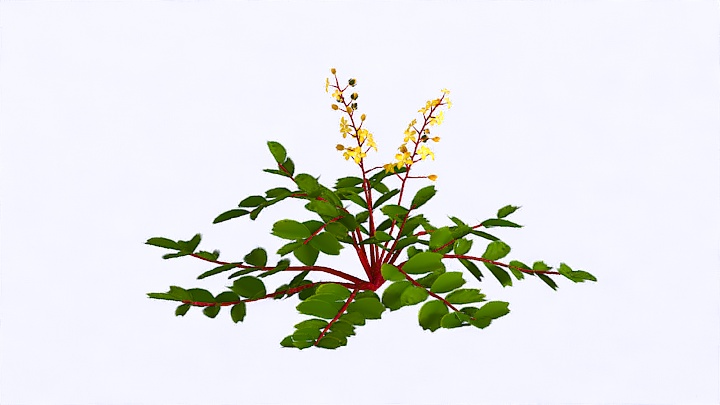 渲染模型_植物1009