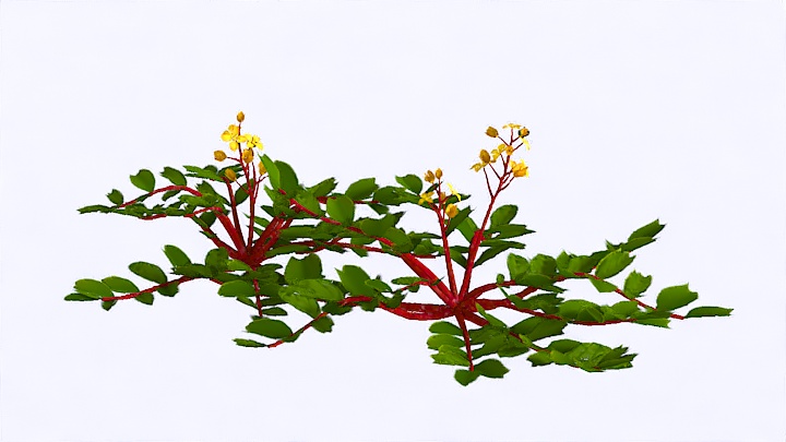 渲染模型_植物1010