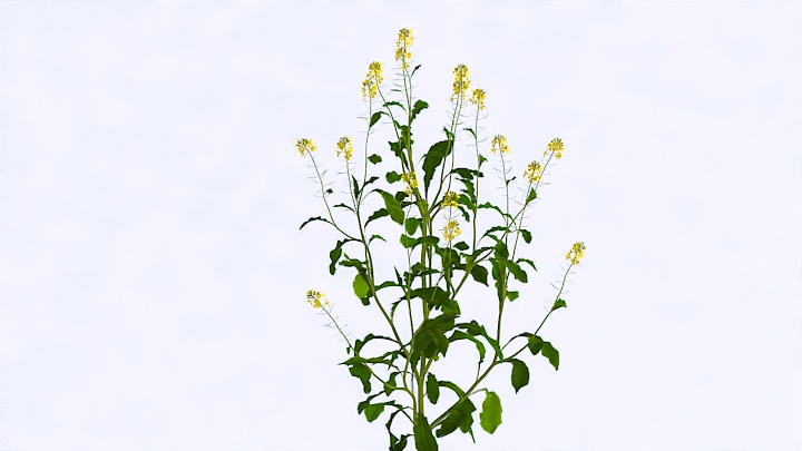 渲染模型_植物1032