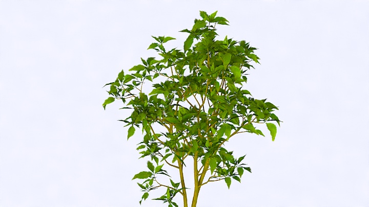 渲染模型_植物1039